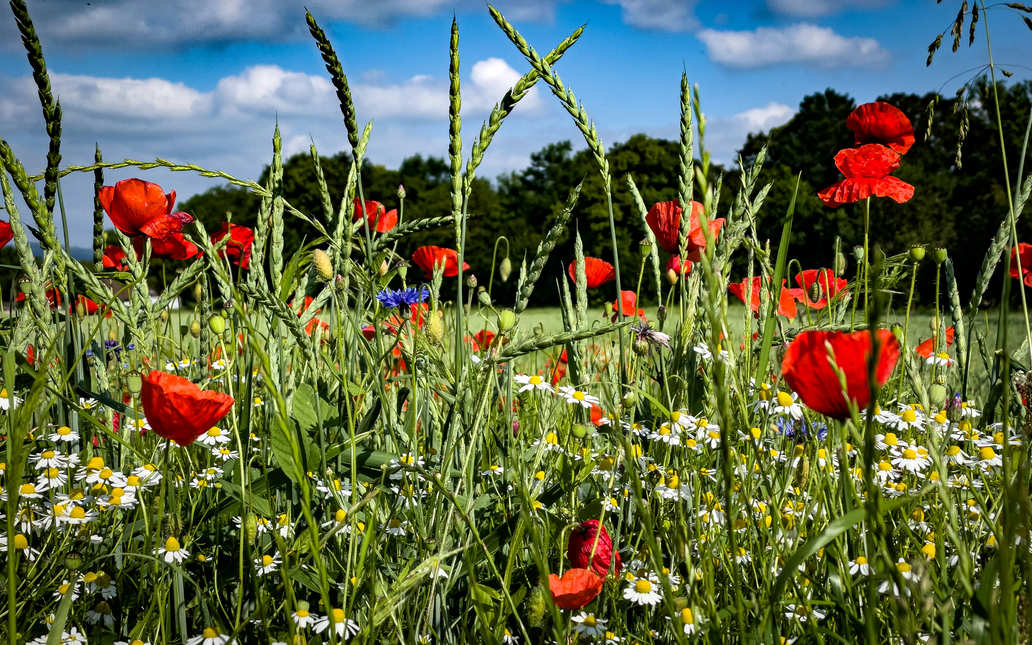 Beautiful wildflower meadow